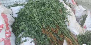 Tak Hanya TKA, Bibit Cabai Ilegal Asal Cina Pun Beredar